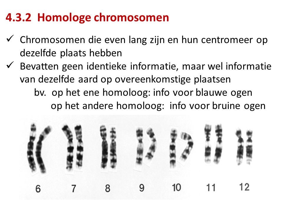 4.3.2 Homologe chromosomen Chromosomen die even lang zijn en hun centromeer op dezelfde plaats hebben.