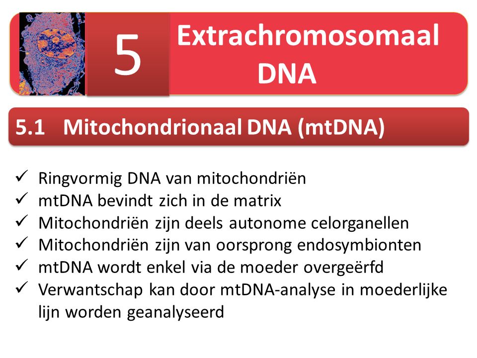 5 5.1 Mitochondrionaal DNA (mtDNA) Extrachromosomaal DNA