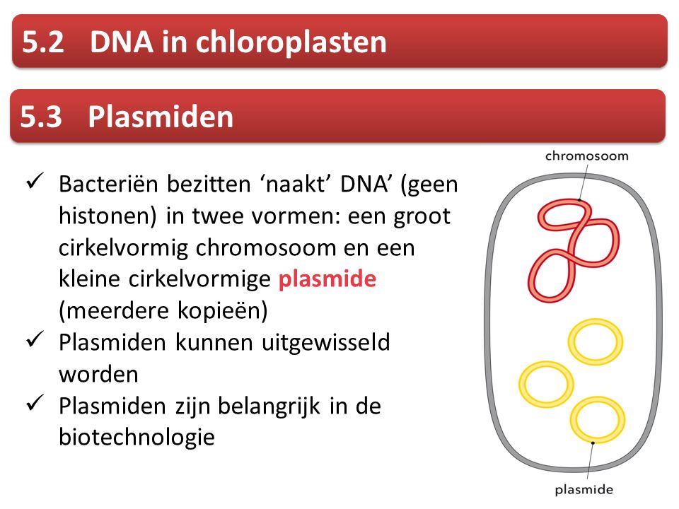 5.2 DNA in chloroplasten 5.3 Plasmiden