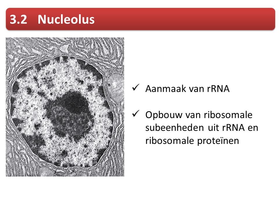 3.2 Nucleolus Aanmaak van rRNA