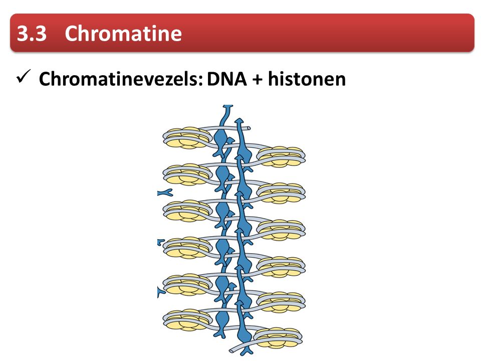 3.3 Chromatine Chromatinevezels: DNA + histonen