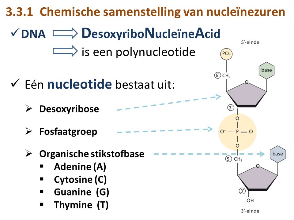 3.3.1 Chemische samenstelling van nucleïnezuren