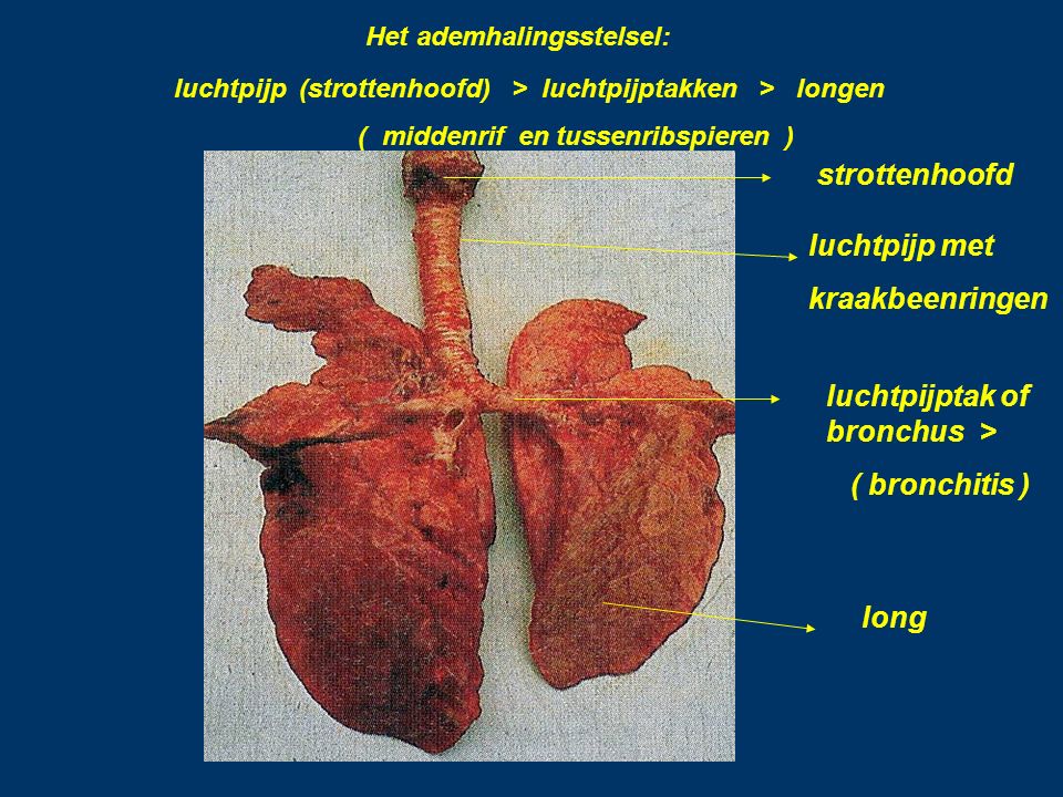 Het ademhalingsstelsel: