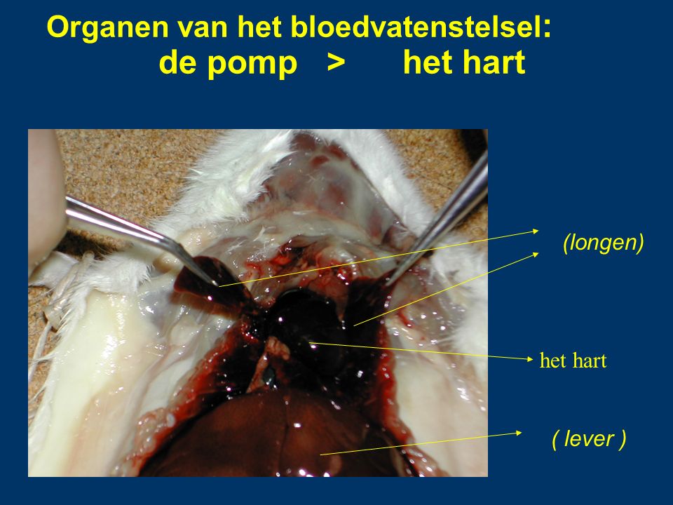 Organen van het bloedvatenstelsel: de pomp > het hart