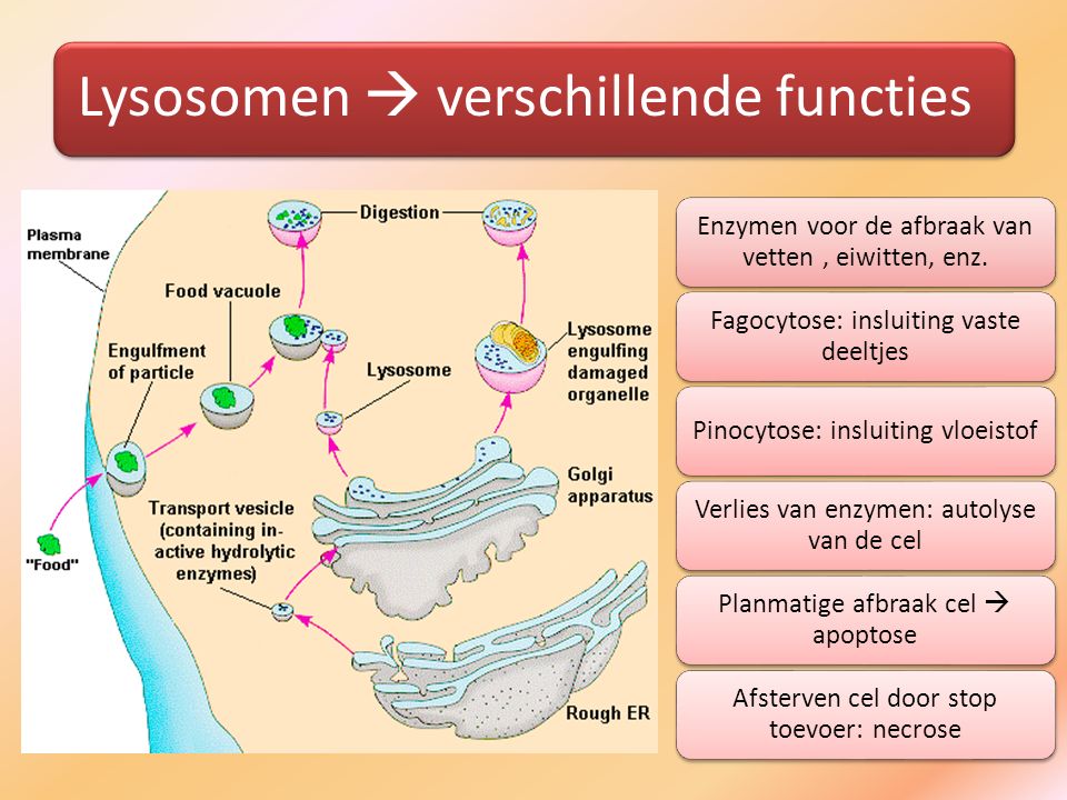 Lysosomen  verschillende functies