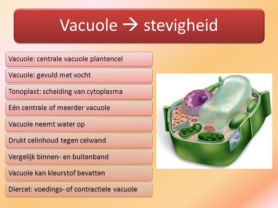 Vacuole  stevigheid Vacuole: centrale vacuole plantencel