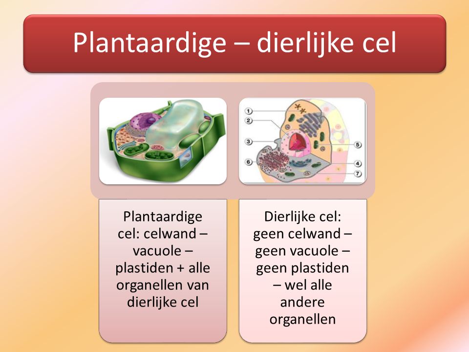 Plantaardige – dierlijke cel