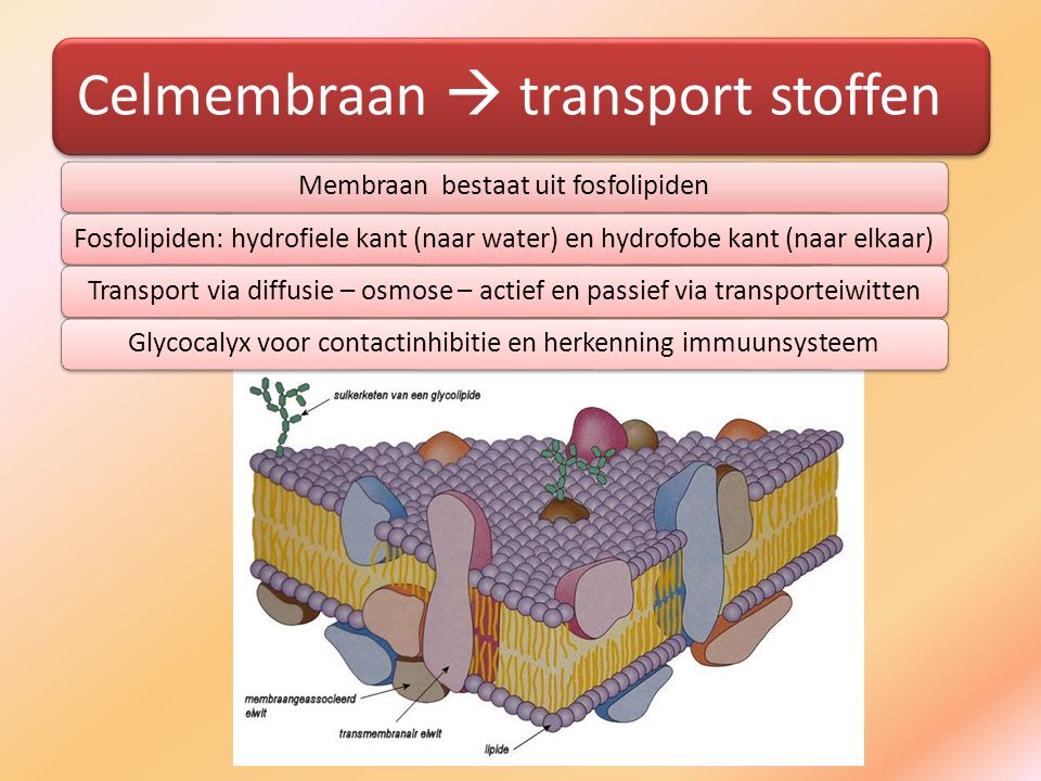 Celmembraan  transport stoffen