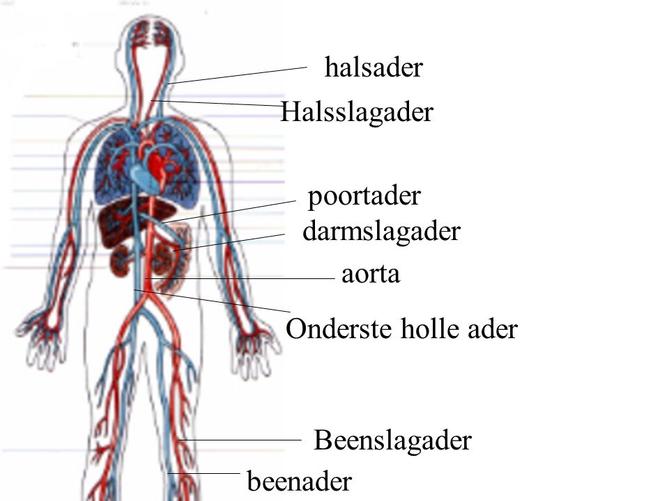 halsader Halsslagader poortader darmslagader aorta Onderste holle ader Beenslagader beenader