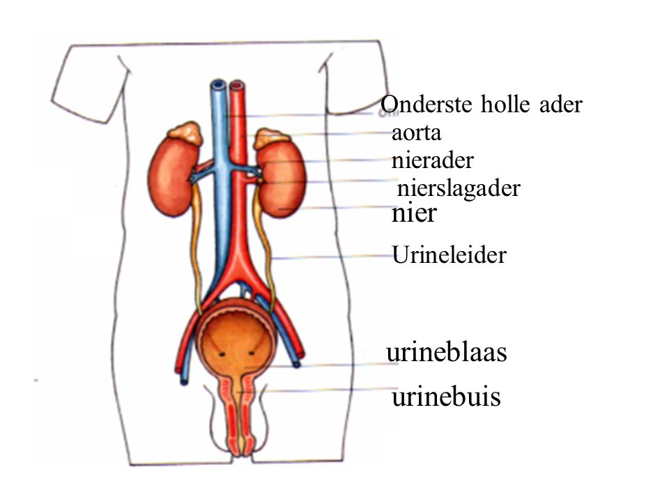nier urineblaas urinebuis Onderste holle ader aorta nierader