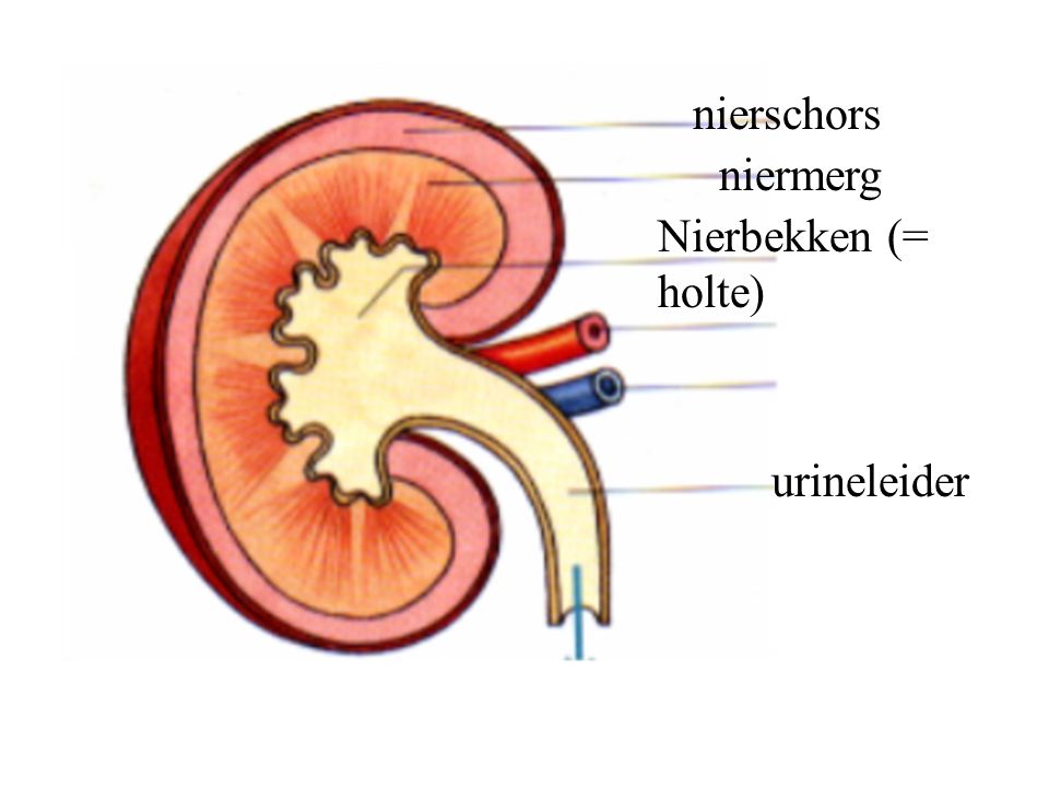 nierschors niermerg Nierbekken (= holte) urineleider