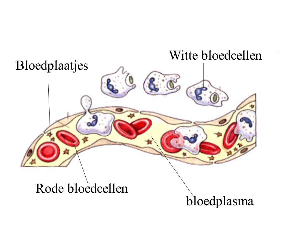 Witte bloedcellen Bloedplaatjes Rode bloedcellen bloedplasma