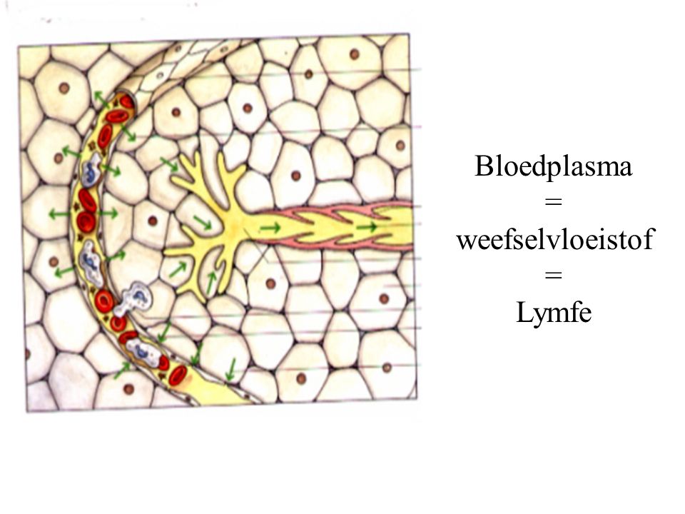 Bloedplasma = weefselvloeistof = Lymfe
