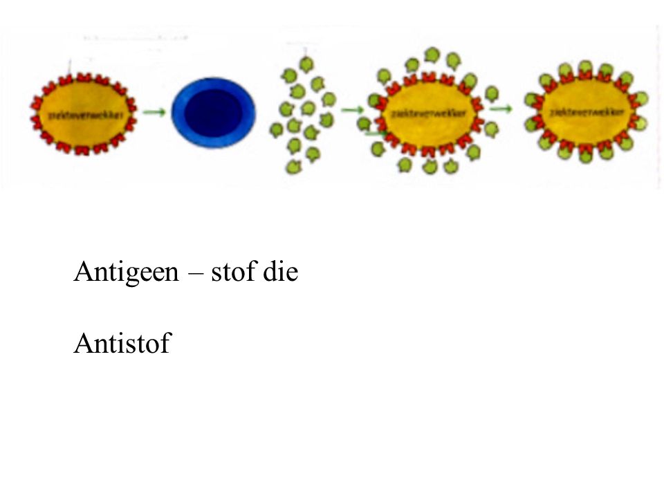 Antigeen – stof die Antistof