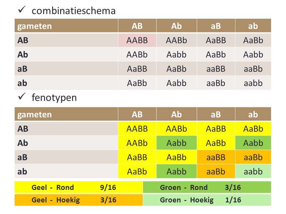 combinatieschema fenotypen gameten AB Ab aB ab AABB AABb AaBB AaBb