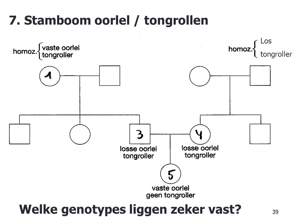 7. Stamboom oorlel / tongrollen