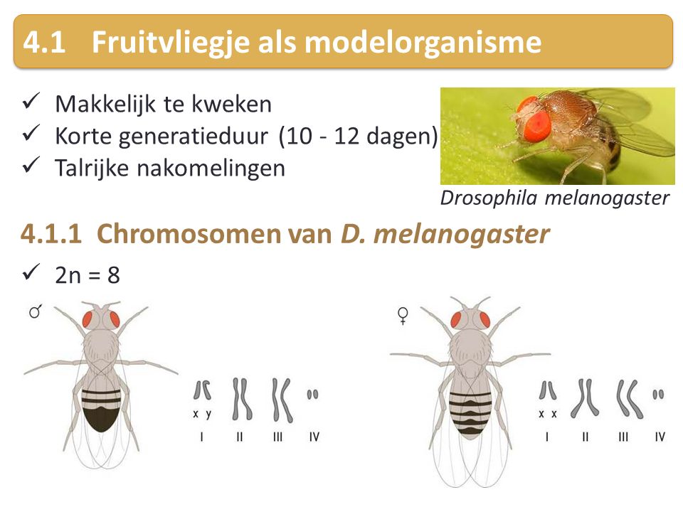 4.1 Fruitvliegje als modelorganisme