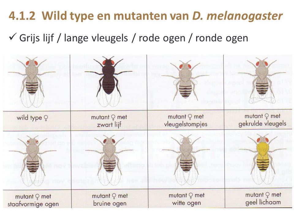 4.1.2 Wild type en mutanten van D. melanogaster