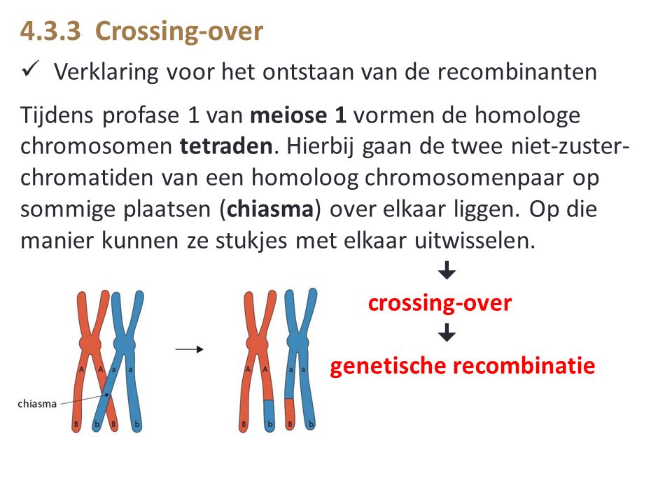 4.3.3 Crossing-over Verklaring voor het ontstaan van de recombinanten