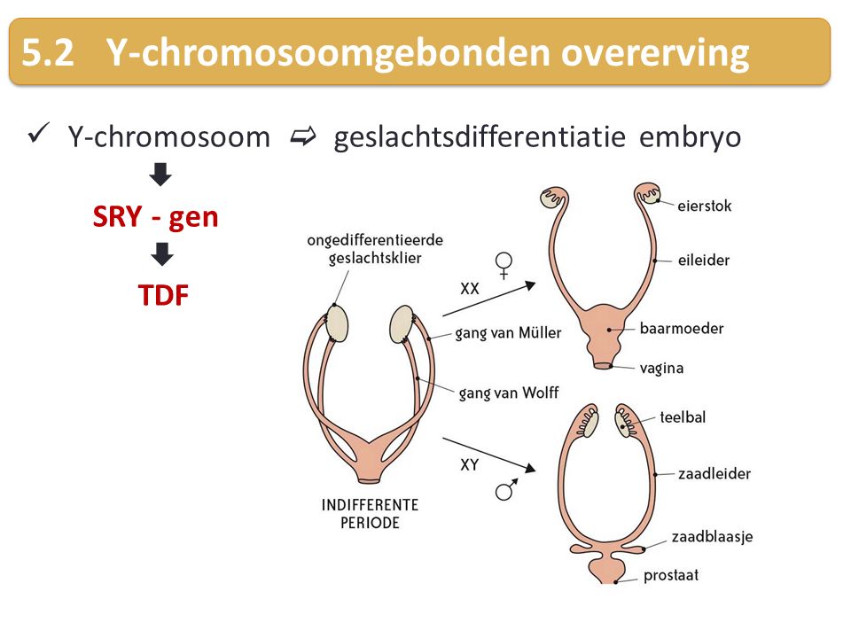 5.2 Y-chromosoomgebonden overerving