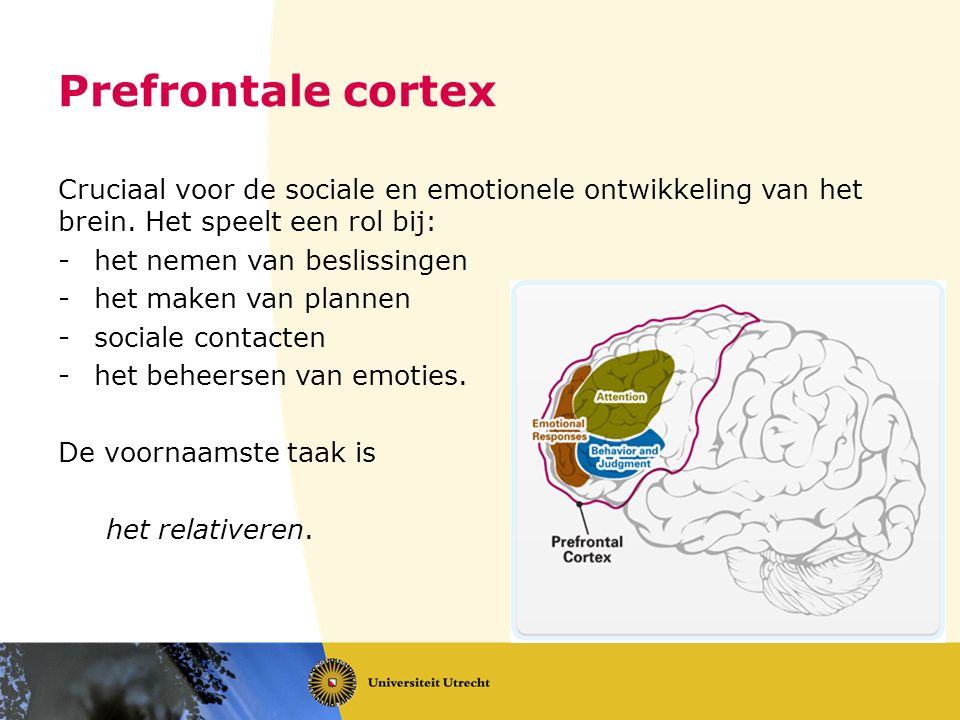 Prefrontale cortex Cruciaal voor de sociale en emotionele ontwikkeling van het brein. Het speelt een rol bij: