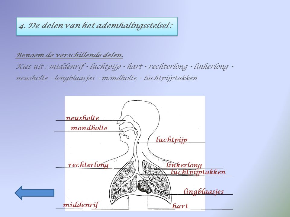 4. De delen van het ademhalingsstelsel :