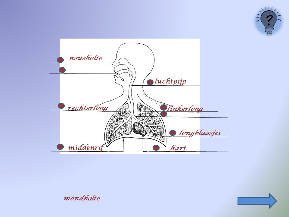neusholte luchtpijp rechterlong linkerlong longblaasjes middenrif hart mondholte