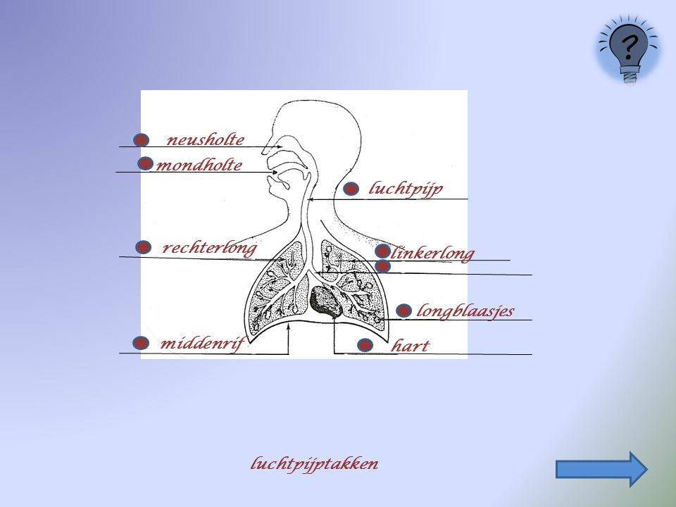 neusholte mondholte luchtpijp rechterlong linkerlong longblaasjes middenrif hart luchtpijptakken