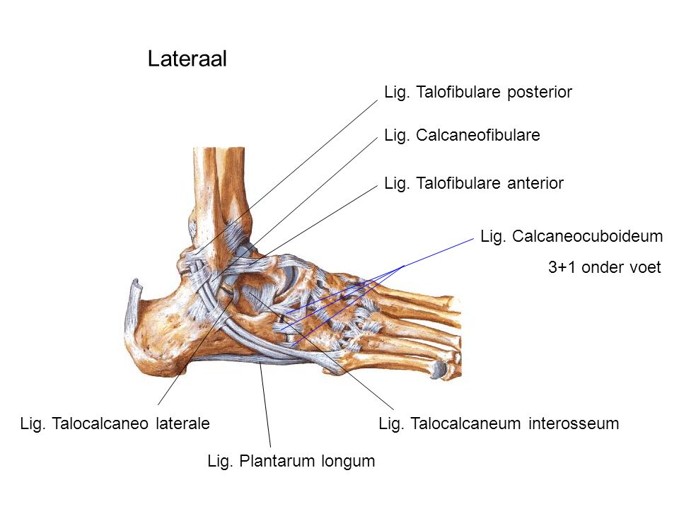 Lateraal Lig. Talofibulare posterior Lig. Calcaneofibulare
