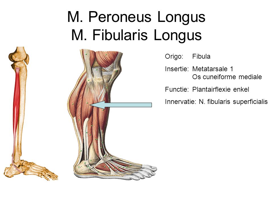 M. Peroneus Longus M. Fibularis Longus