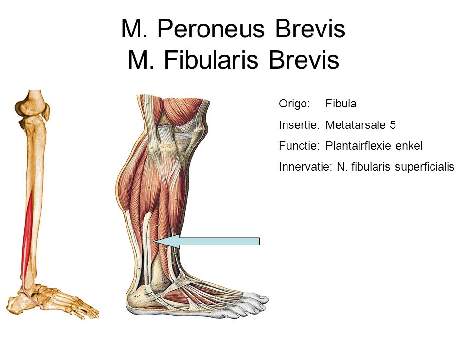 M. Peroneus Brevis M. Fibularis Brevis