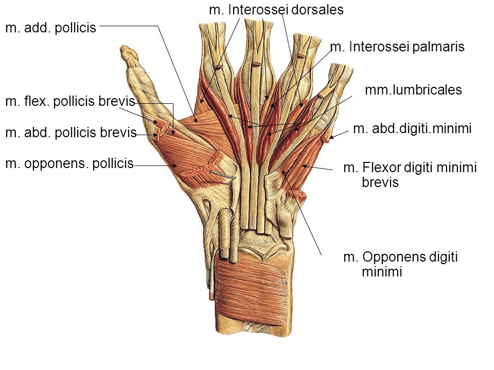 m. Interossei dorsales m. add. pollicis. m. Interossei palmaris. mm.lumbricales. m. flex. pollicis brevis.