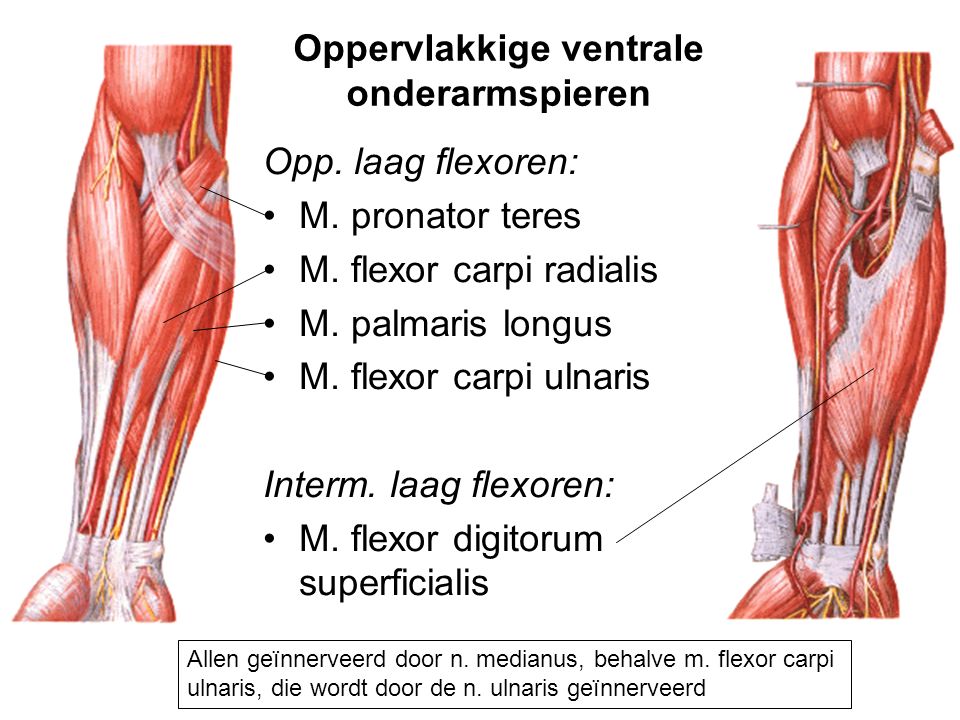 Oppervlakkige ventrale onderarmspieren