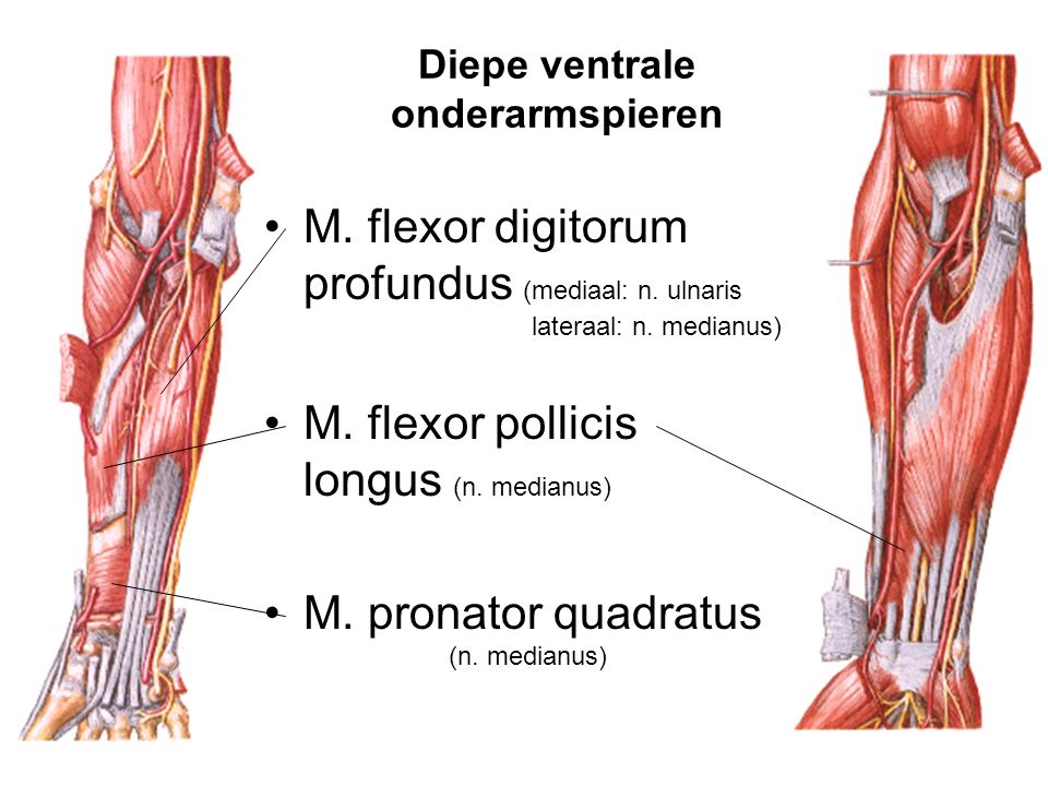 Diepe ventrale onderarmspieren