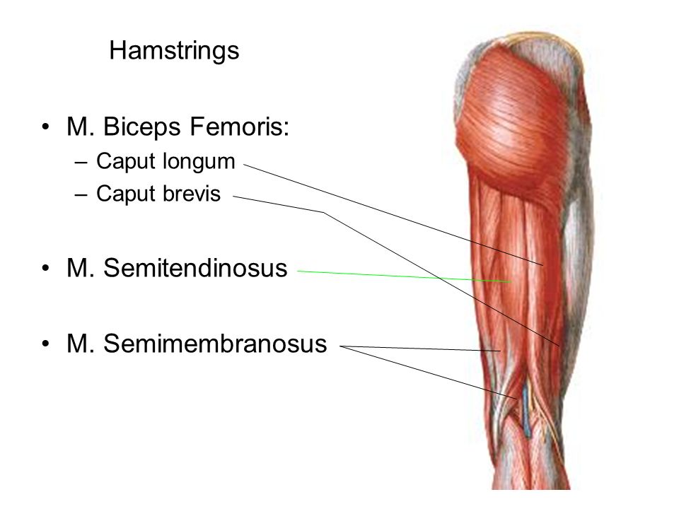 Hamstrings M. Biceps Femoris: M. Semitendinosus M. Semimembranosus