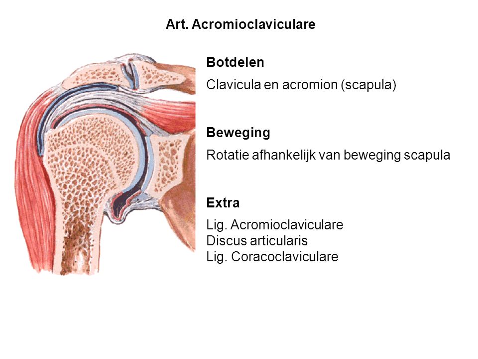 Art. Acromioclaviculare