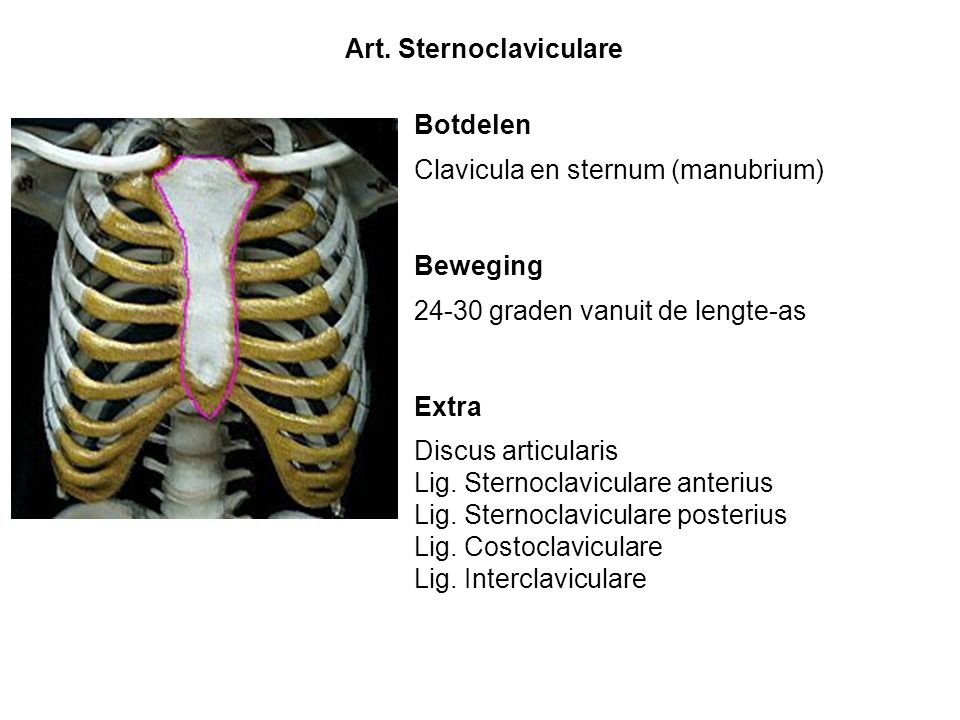 Art. Sternoclaviculare