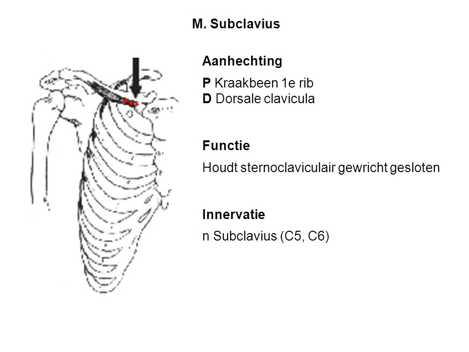 M. Subclavius Aanhechting. P Kraakbeen 1e rib. D Dorsale clavicula. Functie. Houdt sternoclaviculair gewricht gesloten.