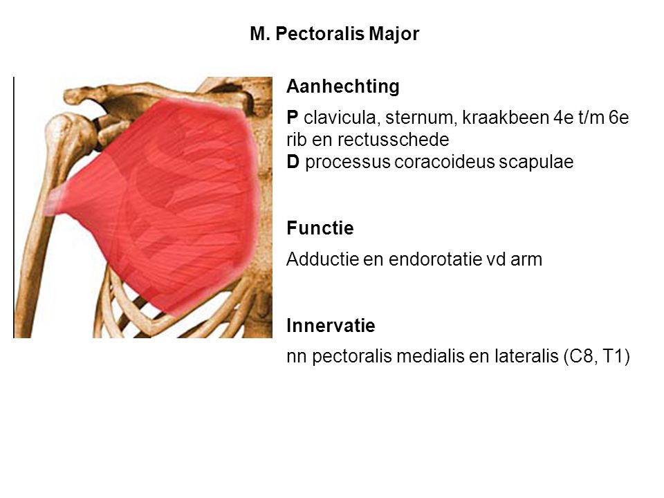 M. Pectoralis Major Aanhechting. P clavicula, sternum, kraakbeen 4e t/m 6e rib en rectusschede. D processus coracoideus scapulae.