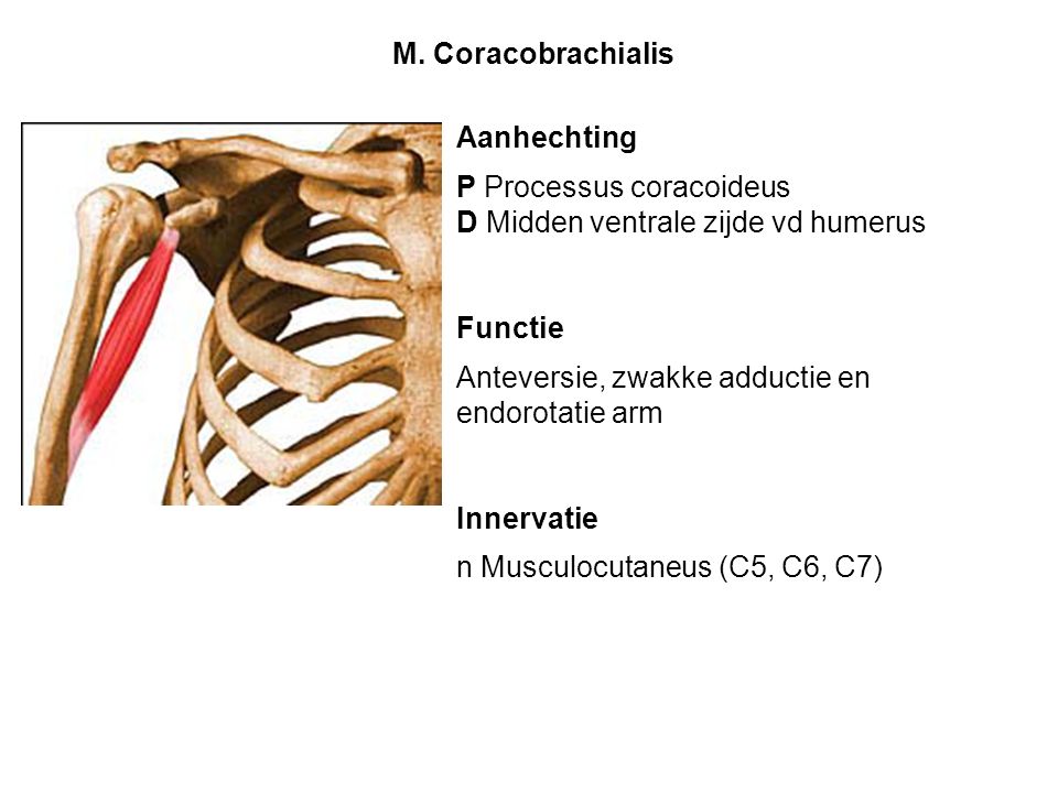 M. Coracobrachialis Aanhechting. P Processus coracoideus. D Midden ventrale zijde vd humerus. Functie.