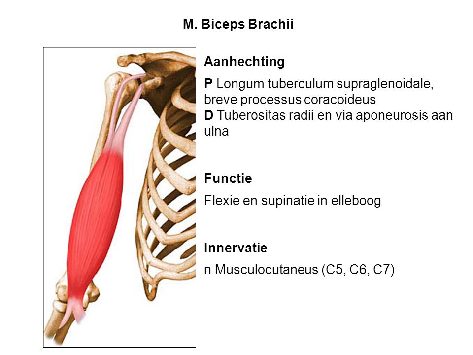 M. Biceps Brachii Aanhechting. P Longum tuberculum supraglenoidale, breve processus coracoideus. D Tuberositas radii en via aponeurosis aan ulna.