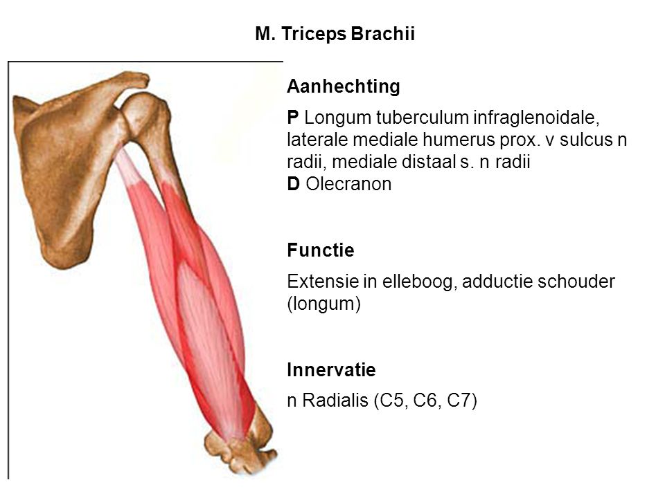 M. Triceps Brachii Aanhechting. P Longum tuberculum infraglenoidale, laterale mediale humerus prox. v sulcus n radii, mediale distaal s. n radii.