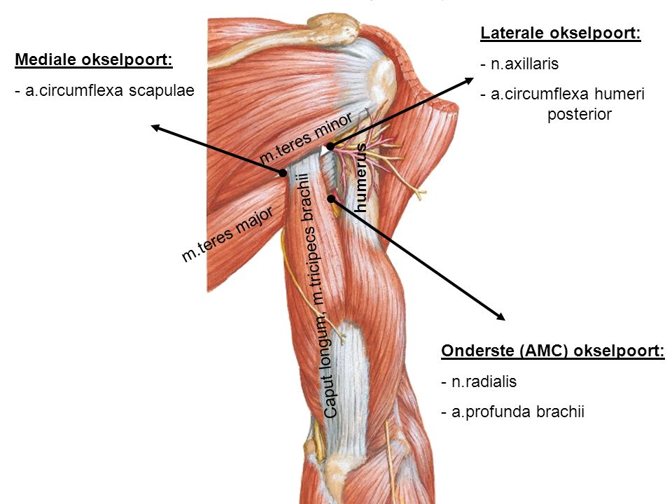 Laterale okselpoort: - n.axillaris. a.circumflexa humeri posterior. Mediale okselpoort: