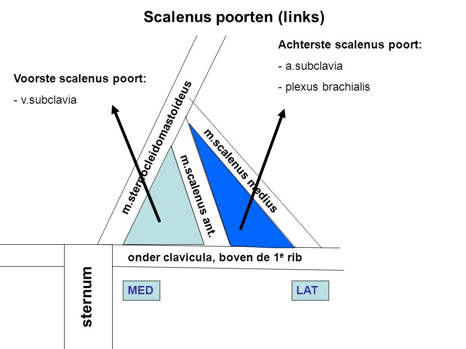 Scalenus poorten (links)