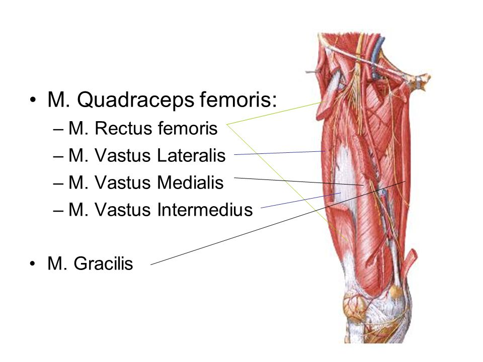 M. Quadraceps femoris: M. Rectus femoris M. Vastus Lateralis