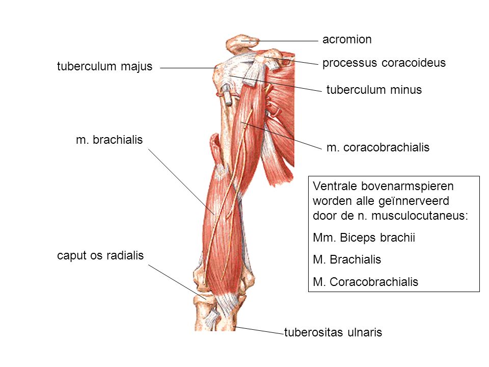 acromion processus coracoideus. tuberculum majus. tuberculum minus. m. brachialis. m. coracobrachialis.