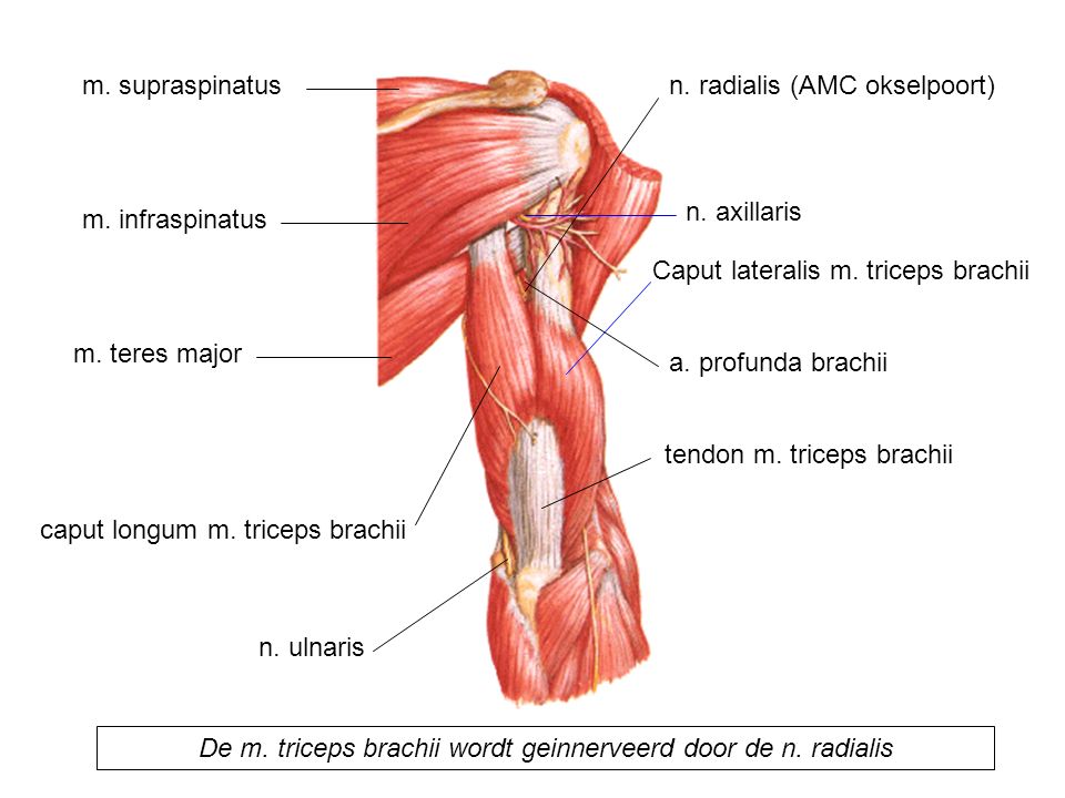 De m. triceps brachii wordt geinnerveerd door de n. radialis