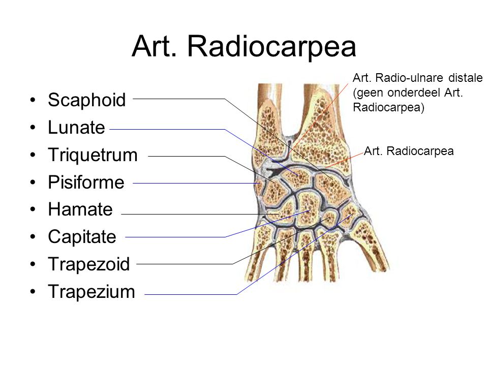 Art. Radiocarpea Scaphoid Lunate Triquetrum Pisiforme Hamate Capitate