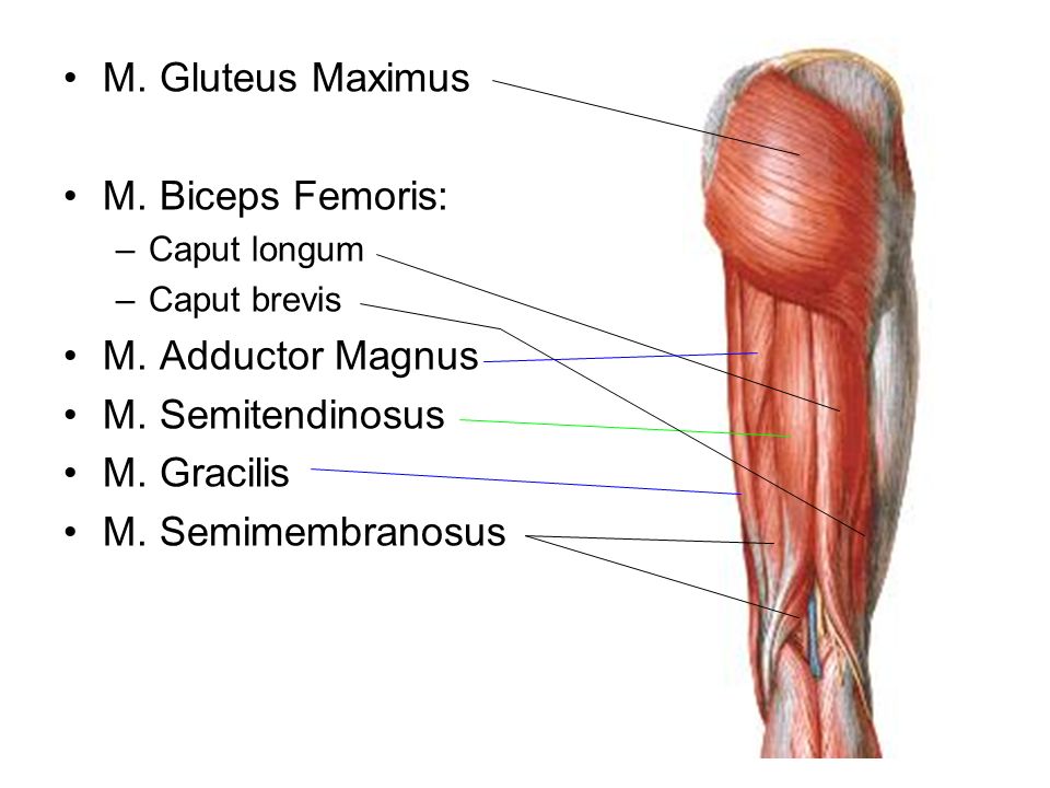 M. Gluteus Maximus M. Biceps Femoris: M. Adductor Magnus