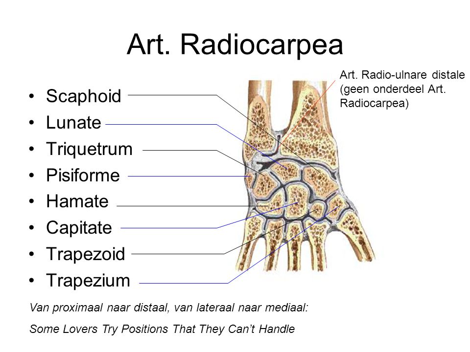 Art. Radiocarpea Scaphoid Lunate Triquetrum Pisiforme Hamate Capitate